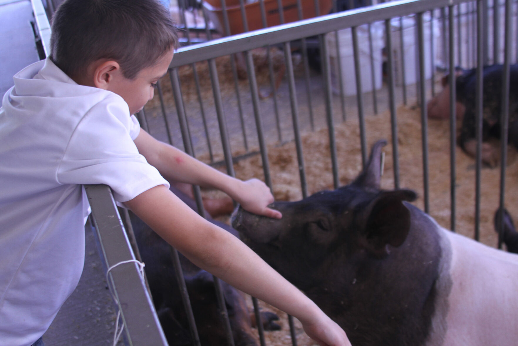 PHOTOS: Scenes from the Scotts Bluff County Fair